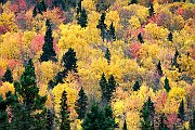 Autunno Canadese (4)